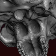 18.png Skull detailed