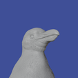 sadad.png Humboldt penguin