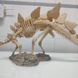Stegosaurus Skeleton