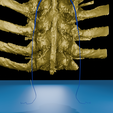 0010.png 逼真的胸椎与肋骨 3D 可打印解剖模型