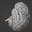 4.png 3D Model of Human Brain v3