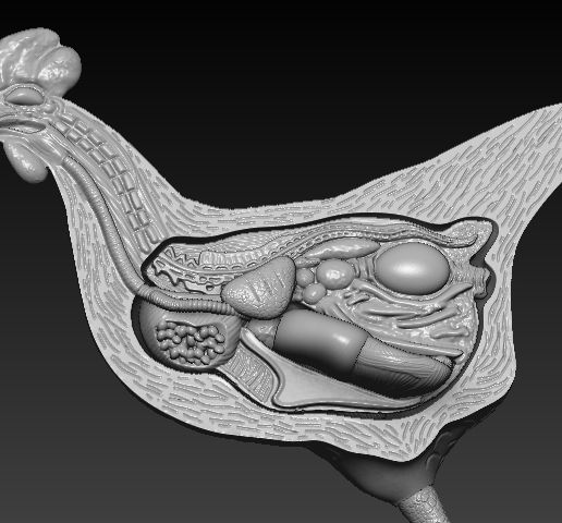 WhatsApp-Image-2024-10-19-at-14.07.28.jpeg Анатомия курицы