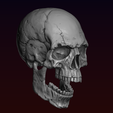 25.png Skull detailed