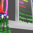 upper-limbs-with-girdle-color-coded-3d-model-9.jpg upper Limbs with girdle color coded 3D model