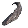 5.jpg WHALE Sperm Whale Moby Dick ORCA Killer Whale Dolphin FISH sea CREATURE 3D MODEL ANIMATED RIGGED
