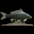 carp-podstavec-high-quality-1-3.png big carp underwater statue detailed texture for 3d printing