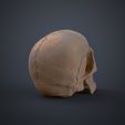 Human_Skull_Render_3Demon.651.jpg Anatomically Correct Human Skull - Homo Sapiens Sapiens