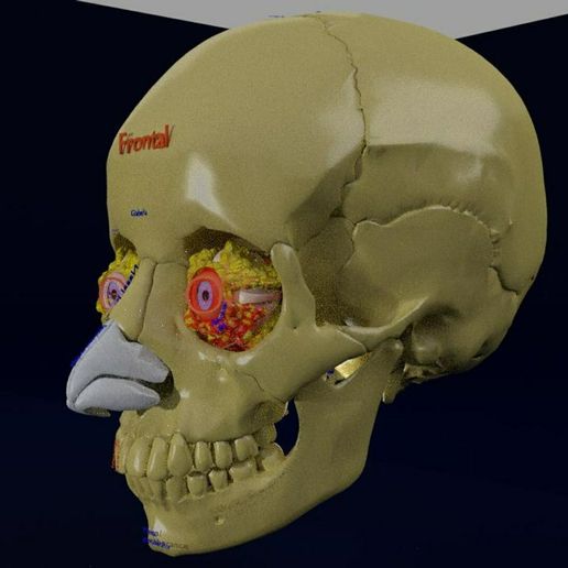 blow_outj.jpg 眼爆模型