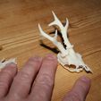 Capreolus-first-print.jpg Capreolus Reloaded