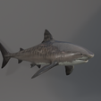 u0021.png Shark photorealistic- rigged stl included