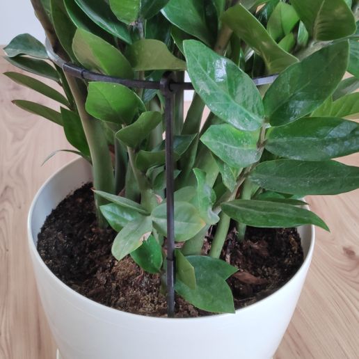 Simple plant support (diameter: 20, 25, 30 cm)