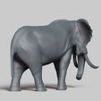 R05.jpg african elephant pose 03