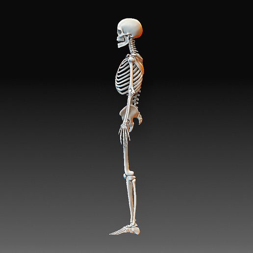 Skeleton 4.jpg Human skeleton