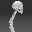 Captura-de-pantalla-2024-04-21-203626.png 3D Printed Human Spinal Column Model