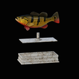 Peacock-Bass-statue-box-1-2-11.png fish Peacock bass (Cichla ocellaris) fish in motion base box for 3D printing
