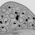 3d-spleen-anatomy-microscopy-labelled-3d-model-blend-8.jpg 3D Spleen Anatomy Microscopy Labelled 3D model