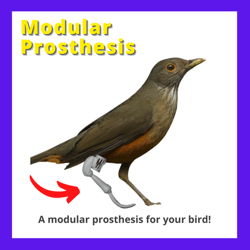 Modular Prosthesis - bird 3D model