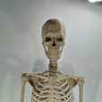 IMG_20231115_190004.jpg Esqueleto ARTICULADO bone by bone / ARTICULATED skeleton bone by bone
