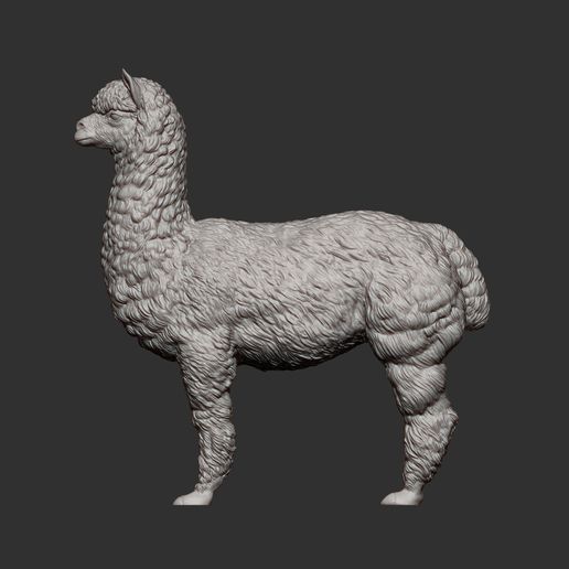 alpaca8.jpg alpaga