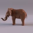 Elephant_0007.jpg Elephant