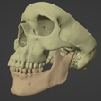 17.png 3D Model of Skull and Brain with Brain Stem
