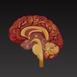 brain1.jpg 大脑