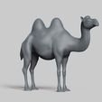 R03.jpg bactrian camel pose 03