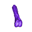 Femur_Right_Part_02.OBJ Life size baby T-rex skeleton - Part 03/10