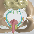 CERVICAL-CANCER-4.png 3D CÁNCER DE CUELLO UTERINO CON ÚTERO, GANGLIOS LINFÁTICOS, SISTEMA URINARIO, VÉRTEBRAS Y PELVIS