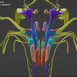 BRAIN-STEM-WITH-CRANIAL-NERVES-AND-NUCLEI-7.png 32-part Brainstem & Midbrain 3D Model with Full Cranial Nerves and Nuclei