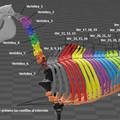 orden.JPG Fichier STL Squelette de cheval - Torse et bassin - torse et bassin・Objet imprimable en 3D à télécharger