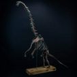 nova-studios-Giraffatitan-Brachiosarus-Brancai-01-new-600x600-1.jpg Brachiosaurus  Skeleton