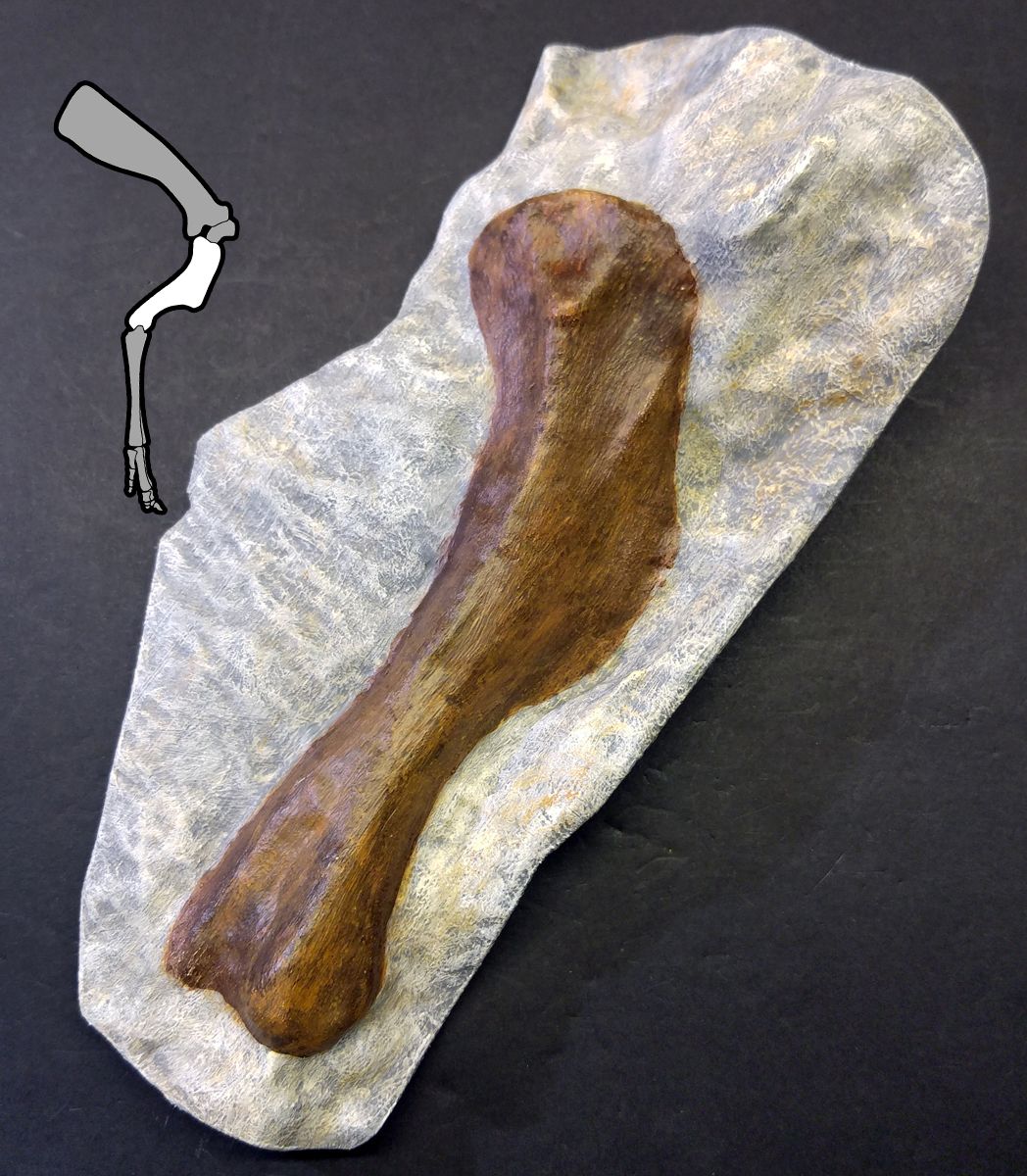 para_humerus02.jpg Free OBJ file Baby Parasaurolophus Arm Bone・3D printer model to download, LordTrilobite