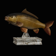 common-carp-trophy-2-2-1.png COMMON CARP (CYPRINUS CARPIO) fish in motion trophy statue detailed texture for 3d printing