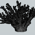 Screenshot-2023-01-19-194721.png Live Coral 3D Scanned