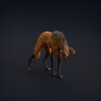 Manned_wolf_8.jpg Манедовый волк