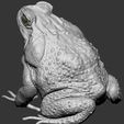 Cane_Toad_fotograma_02.jpg sapo de cana uma peça