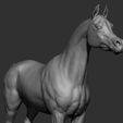 22.jpg Horse Breeds Collection