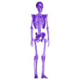 PM3D_Skeleton.OBJ Human skeleton