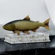 Golden-dorado-fish-statue-trophy-box.jpg fish golden dorado / Salminus brasiliensis with storage space / for 3d printing