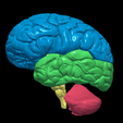 4.PNG.ea112b58e589984d8007805b5d2091a3.png 3D Model of Human Brain
