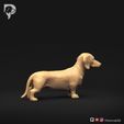 Dachshund-Miniature-Smooth-Haired-Pose-01-Dog-3D-Print-3s.jpeg Dachshund Miniature Smooth Haired Pose 01