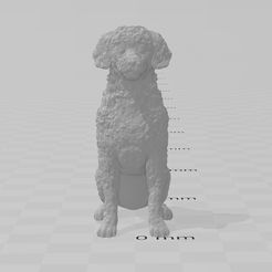 caniche-2.jpg STL file Toy Poodle Dog・3D printing model to download