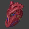 1.jpg 3D Model of Heart Interior Anatomy