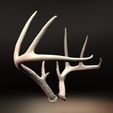 side-iso.jpg Deer Antlers High Resolution 3d Scanned Set 1