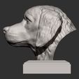Golden_retriever6.jpg Golden retriever 3D print model