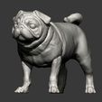 pug-for-3d-printing-3d-model-6433311135.jpg Pug for 3D printing
