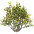 2.png Green Tree Flowers 3D Model