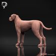 Boxer-Pose-02-Dog-3D-Print-7s.jpeg Chien Boxer Modèle imprimé en 3D Pose 02