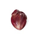 4.jpg HEART ANATOMY HEART EYE THORAX TRACHEA TONGUE PULMON LUNGS KIDNEYS LIVER DOWNLOAD 3D MODEL PRINTING THROAT